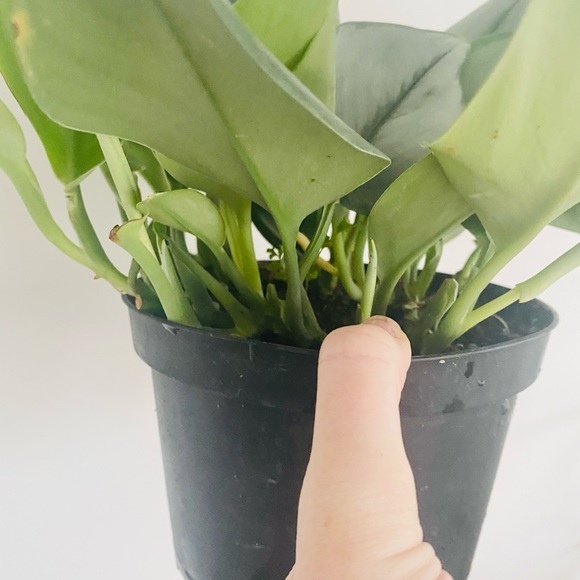 Scindapsus Treubii Moonlight 6" Pot - Picture 3 of 7